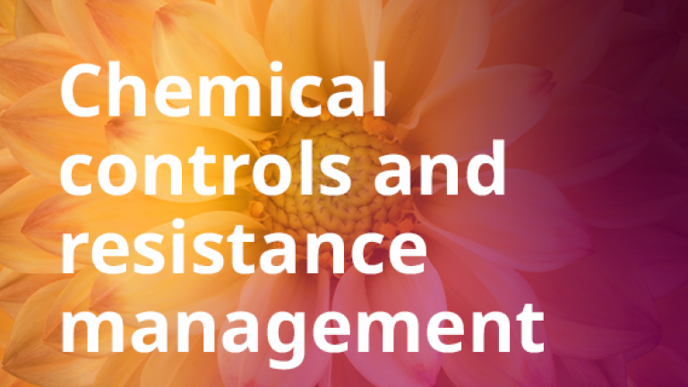 Thrips Management Webinar: Chemical controls and resistance management