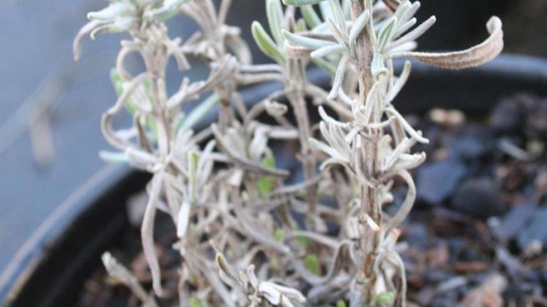 Phytophthora Crown, Stem & Root