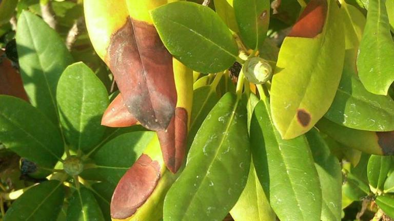 Phytophthora Foliar/Aerial Blight