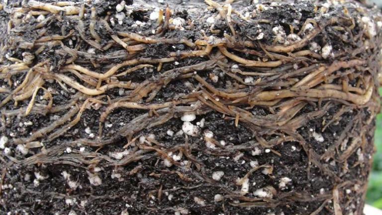 Pythium Root & Crown Rot