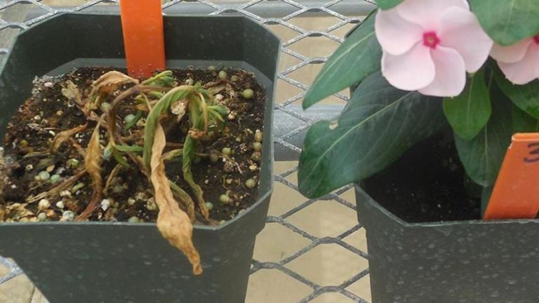 Rhizoctonia Crown & Root Rot