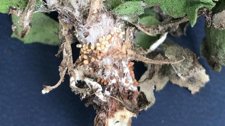 Sclerotium crown root
