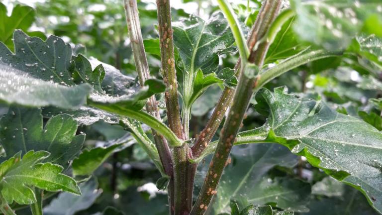 Aphids