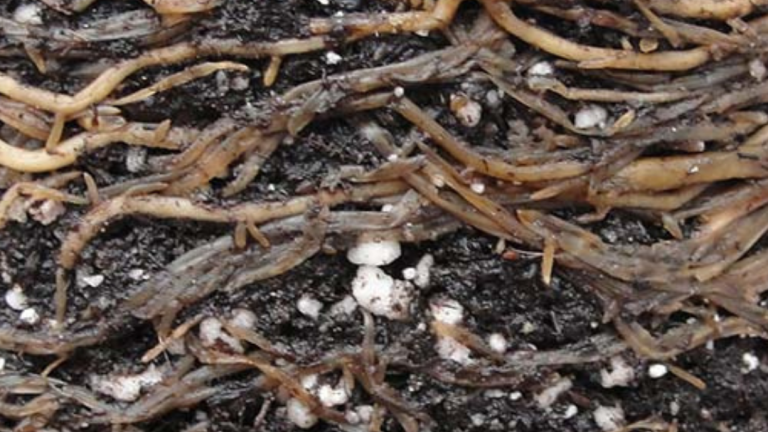 Pythium Root & Crown Rot - Teaser