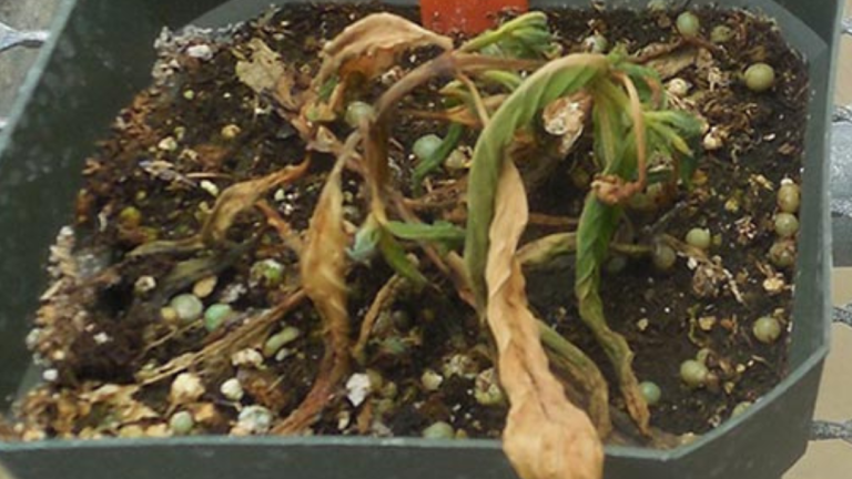 Rhizoctonia Crown & Root Rot - Teaser