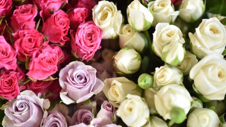 Roses