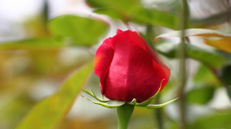 rosas