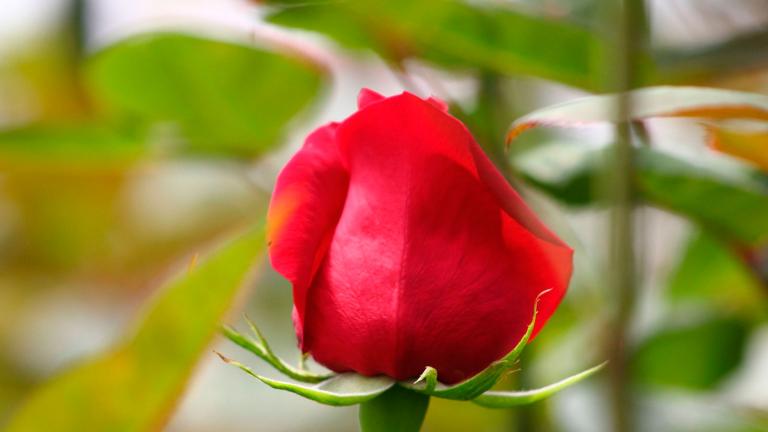 rosas