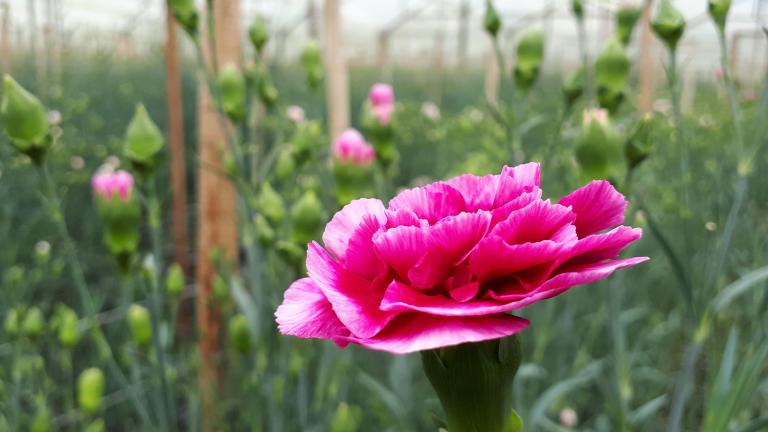 tagetes_patula_bonanza_nana