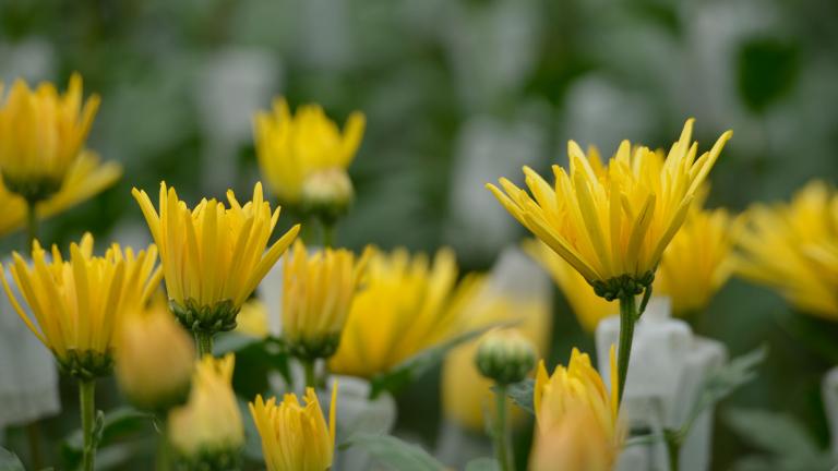 tagetes