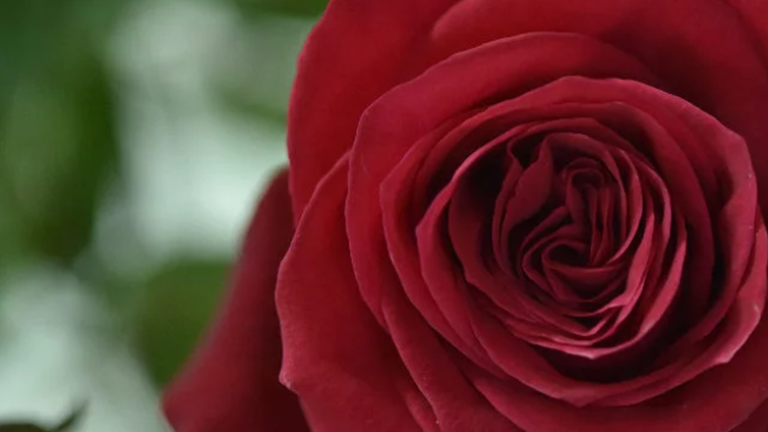 rose
