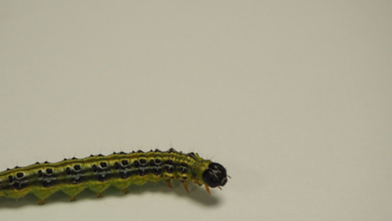 lepidotteri