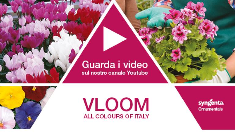 vloom