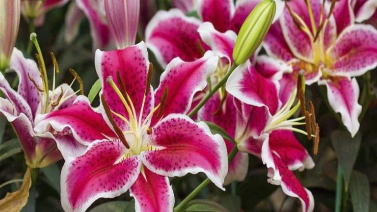 lilium