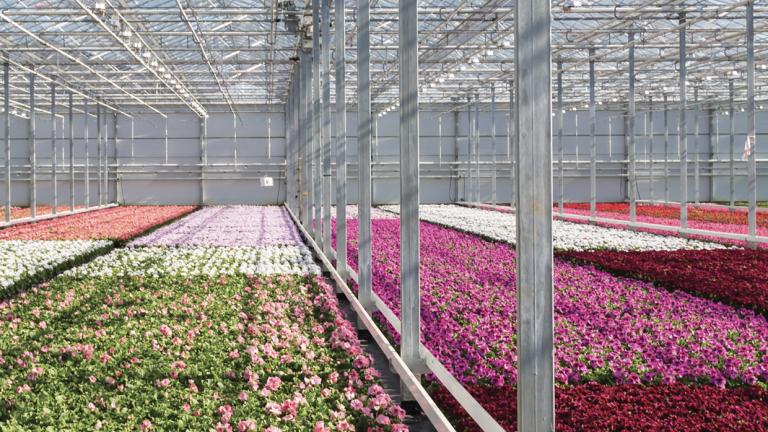 Pelargonium coltivazione in serra