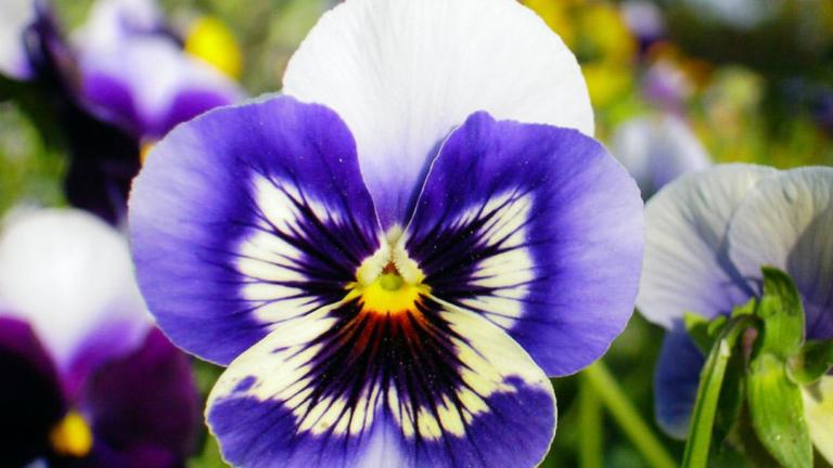 pansies
