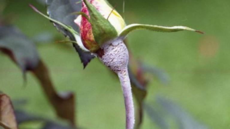 Downy Mildew 