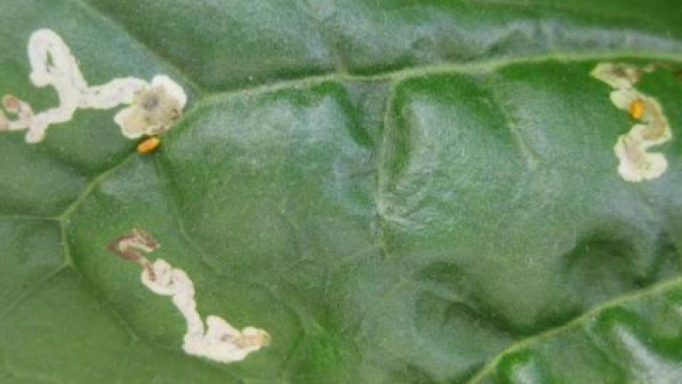 Leaf miners