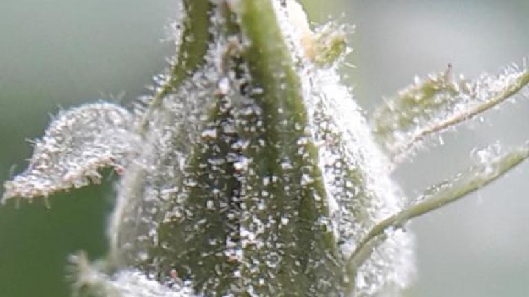 Powdery Mildew