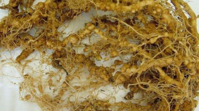 Root Knot Nematode