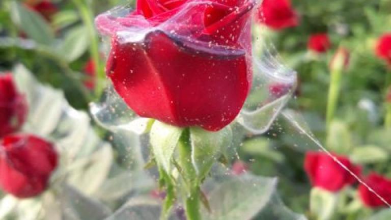 Spider Mites