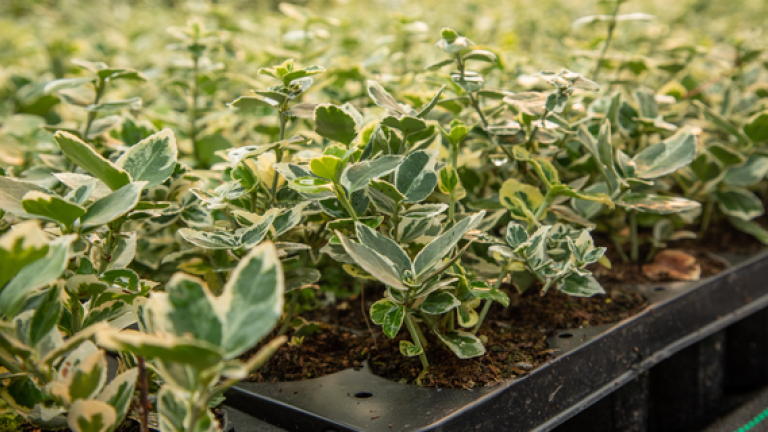 syngenta_homepage_uk_products
