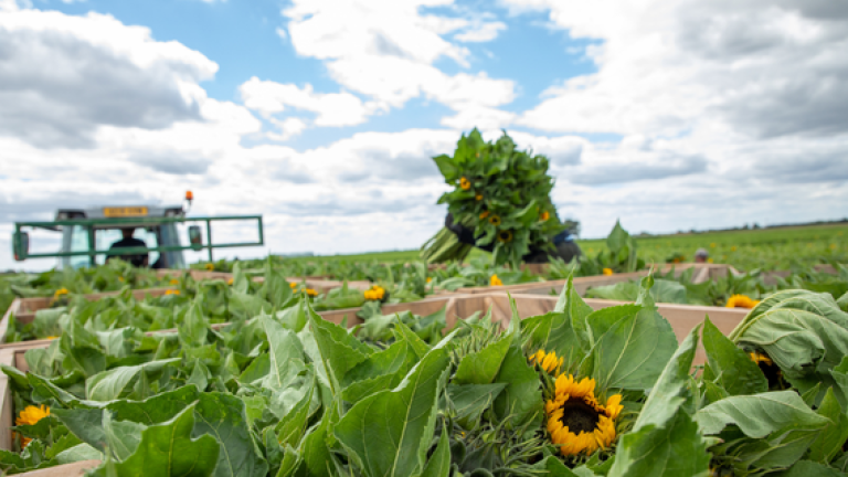 syngenta_homepage_uk_weather
