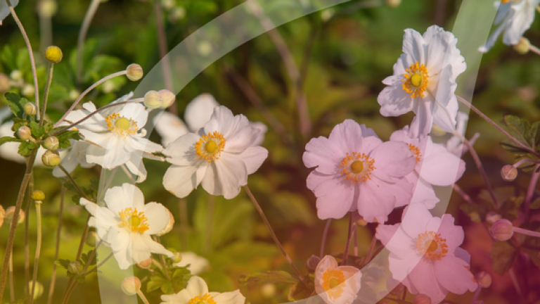 White and pale pink wildflowers in sunlight, with a translucent diagonal overlay