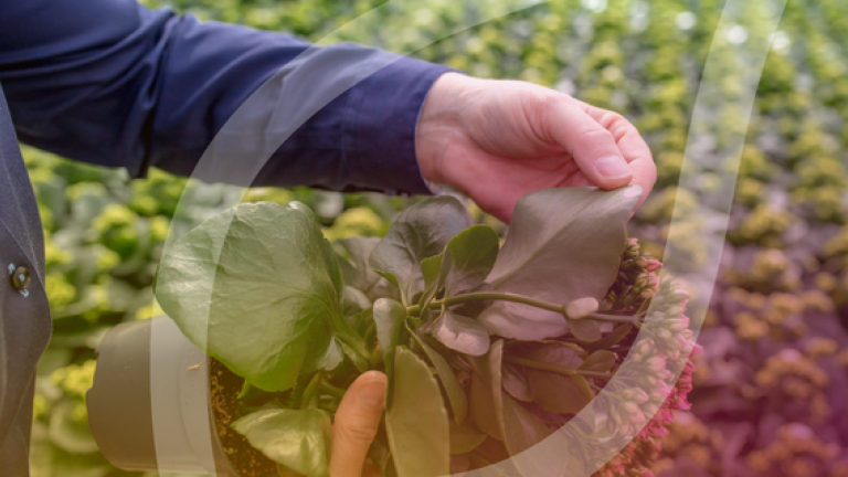 Hands holding a green leaf in a field of plants
