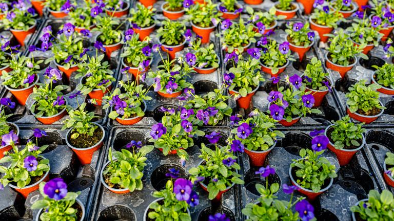 Colorful pansies in small pots arranged in rows at a plant nursery