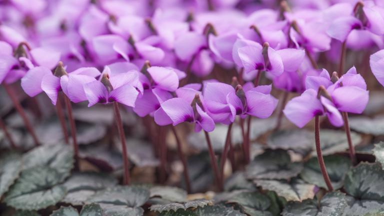 Cluster of purple cyclamen flowers above silvery green leaves