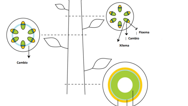 Diagram of plant stem showing xylem and phloem transport and vascular bundle cross-section