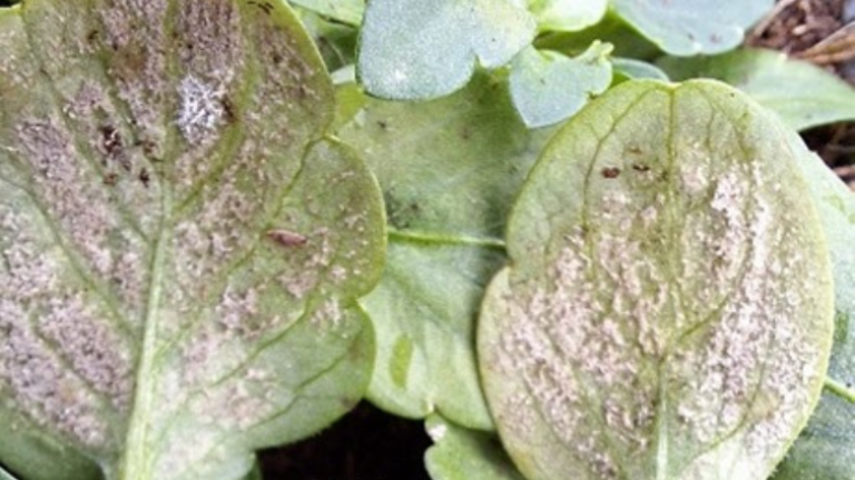 Two green leaves with brown speckled patches among other foliage