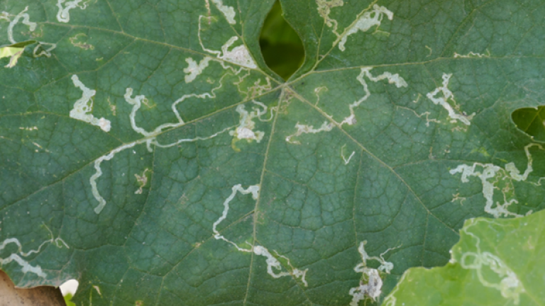 Close-up of a green leaf with white vein patterns and small holes