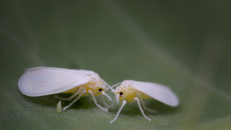 Two winged insects facing each other on a green leaf, close-up photo