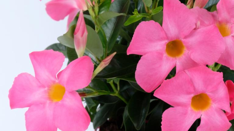 Pink flowers with yellow centers and green leaves in a pot on white background