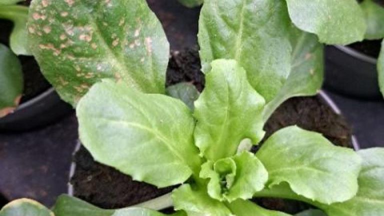 Young lettuce plant in a pot, surrounded by other green seedlings