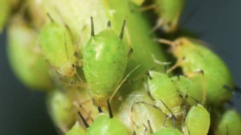 Macro photo of green aphids clustered on a plant stem