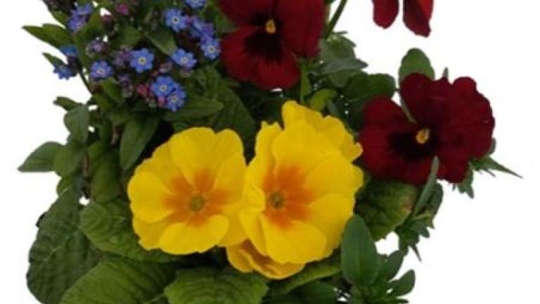 Bouquet of yellow and red flowers with small blue blossoms and green leaves