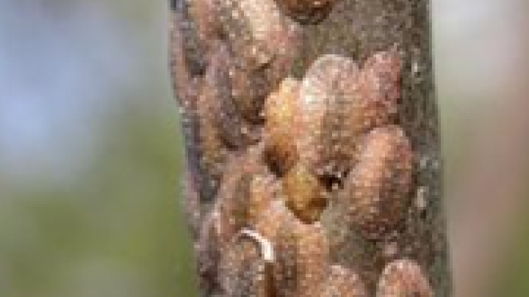Close-up of brown scale insects clustered on tree bark