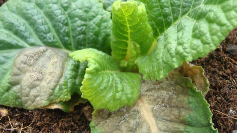 Close-up of leafy green plant with wilted, discolored leaves in soil