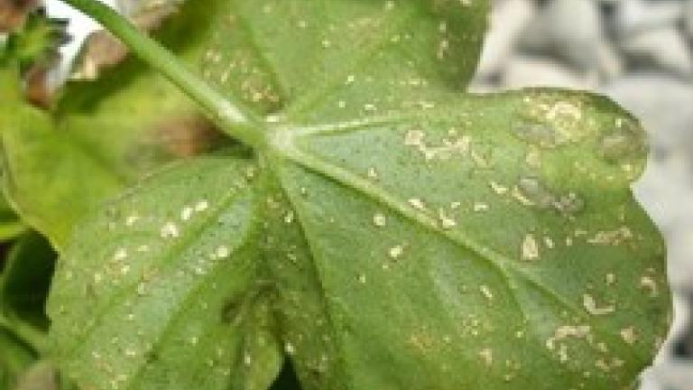 Green clover leaf with brown spots and damage, on gravel background