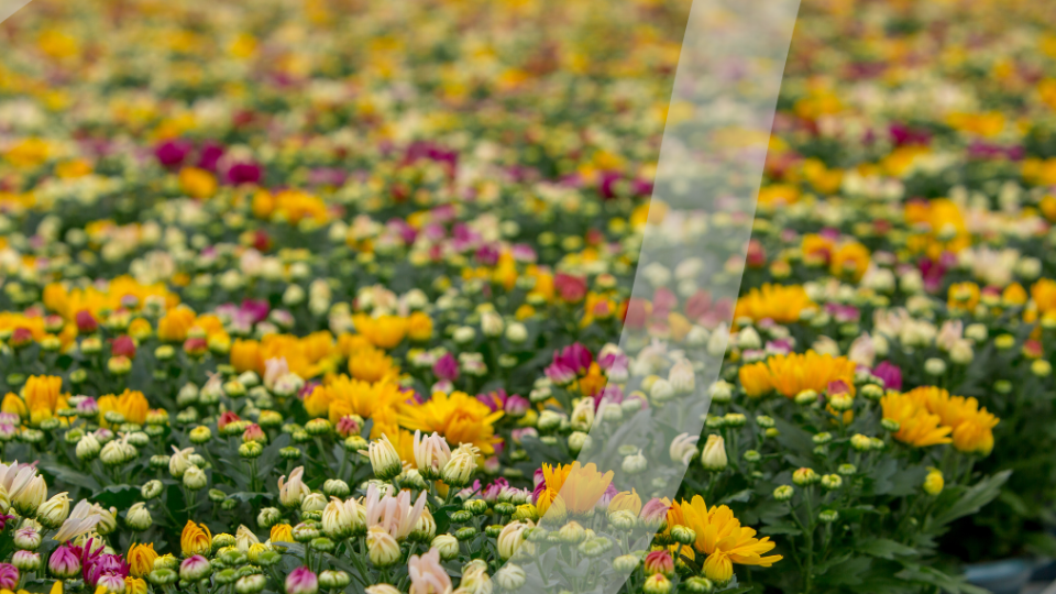 Syngenta UK header 