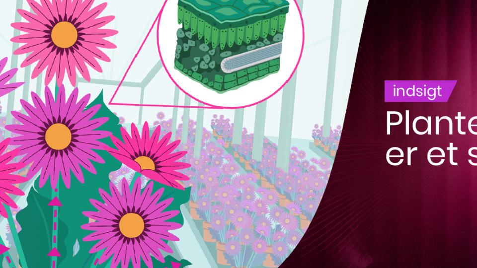 Pink daisies with health and plant system text on a purple background