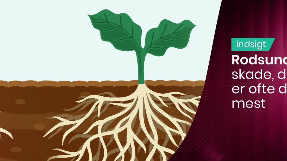 Graphic of two plants showing shallow vs deep roots with text about “Radundhed”
