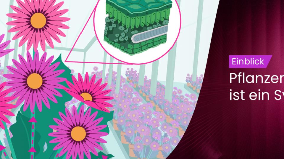 plant_health_is_a_system_german_1920x600.jpg