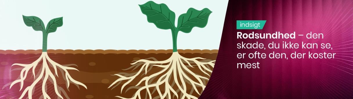 Graphic of two plants showing shallow vs deep roots with text about “Radundhed”