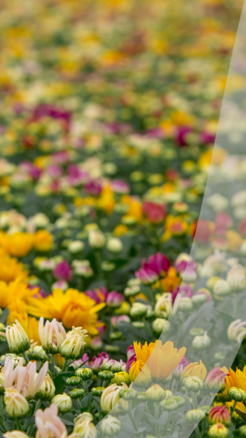 Syngenta UK header 