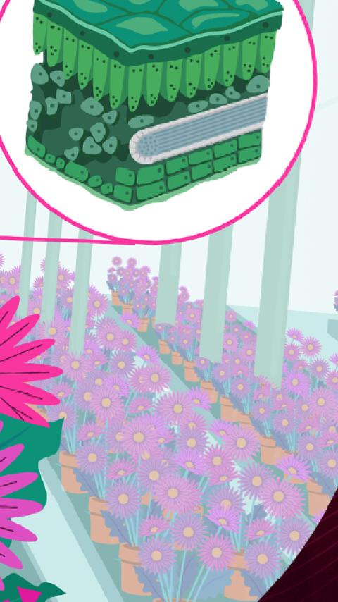 Pink daisies with health and plant system text on a purple background