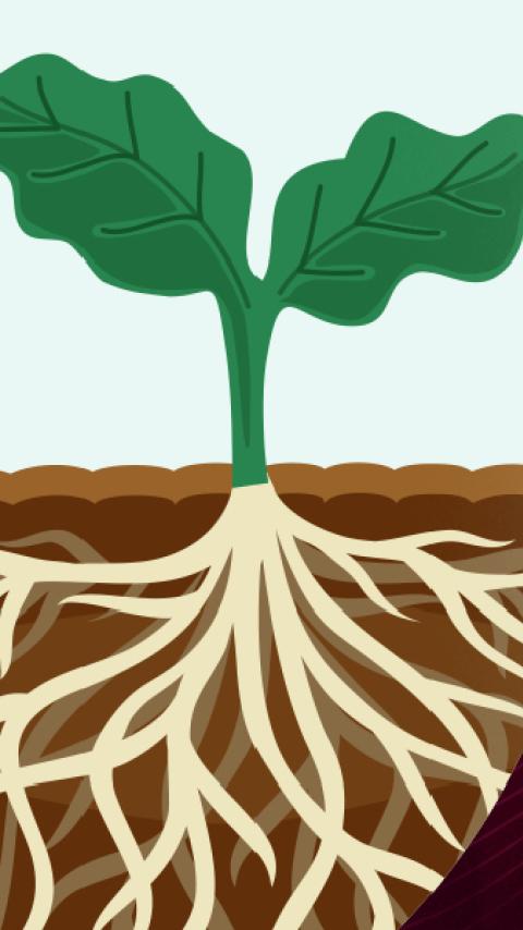 Graphic of two plants showing shallow vs deep roots with text about “Radundhed”